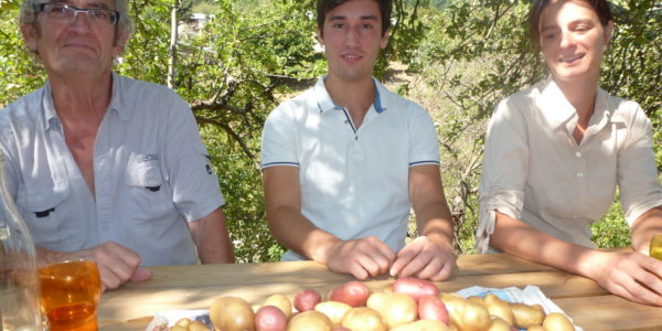 Récolte :  variété de pommes de terre